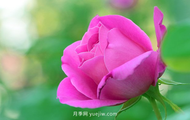 3月天氣變暖，美麗的月季也有了花苞(圖1)