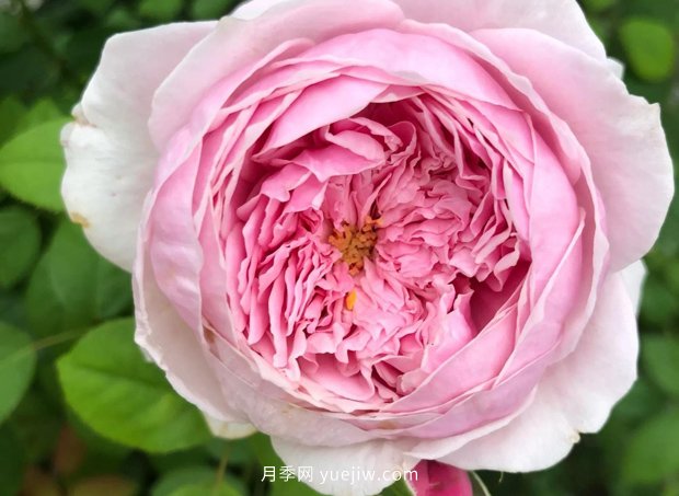 12個藤本月季品種推薦，造型適合月季花柱和拱門(圖2)
