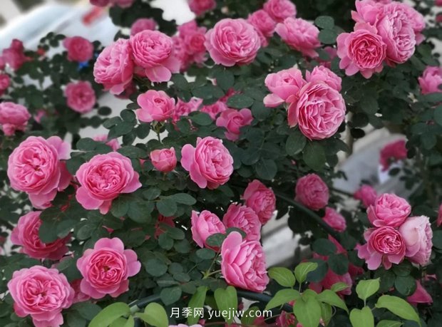12個藤本月季品種推薦，造型適合月季花柱和拱門(圖3)