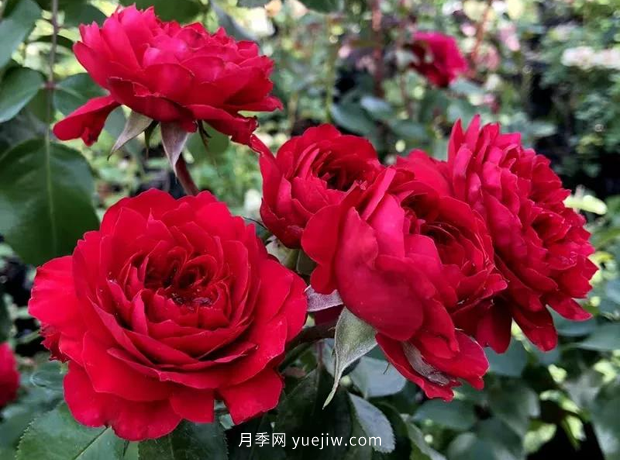 12個藤本月季品種推薦，造型適合月季花柱和拱門(圖4)