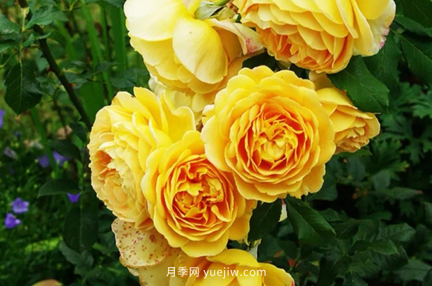 12個藤本月季品種推薦，造型適合月季花柱和拱門(圖5)