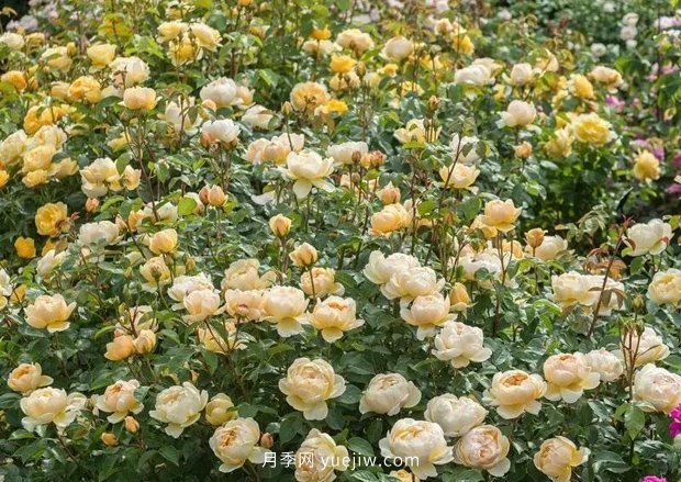 12個藤本月季品種推薦，造型適合月季花柱和拱門(圖10)