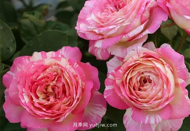 12個藤本月季品種推薦，造型適合月季花柱和拱門(圖12)