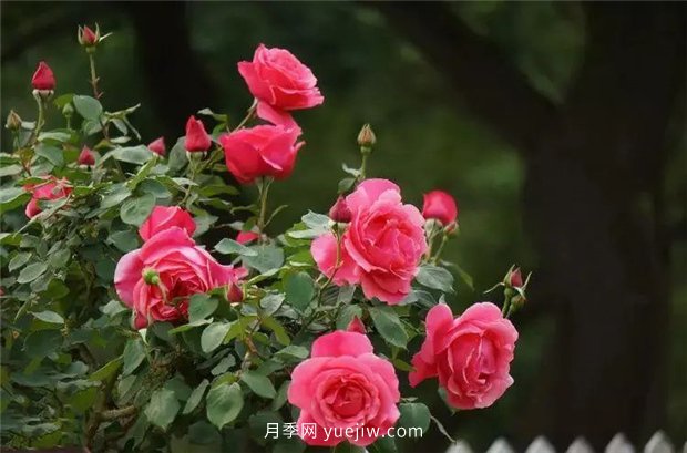 精通施肥，就掌握了盆栽月季開花不斷的訣竅(圖2)