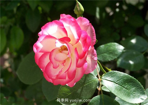 月季的品類有哪些？有什么區(qū)別嗎？(圖2)