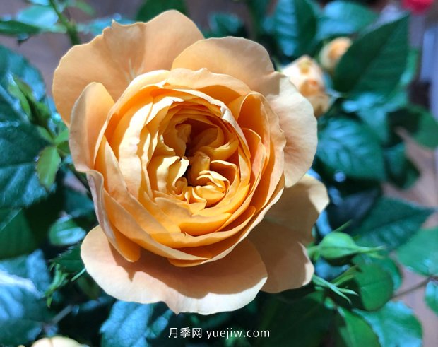 10個(gè)勤花抗病的優(yōu)秀月季品種推薦(圖9)
