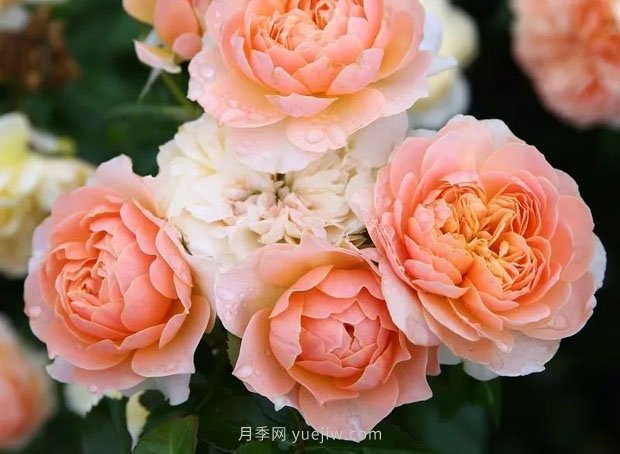 十款花期***長的微型月季品種，適合陽臺種植(圖10)