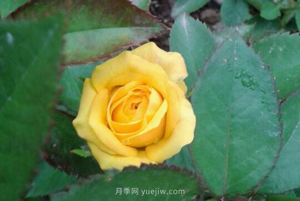 十款花期***長的微型月季品種，適合陽臺種植(圖6)