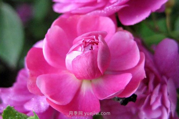 十款花期***長的微型月季品種，適合陽臺種植(圖2)