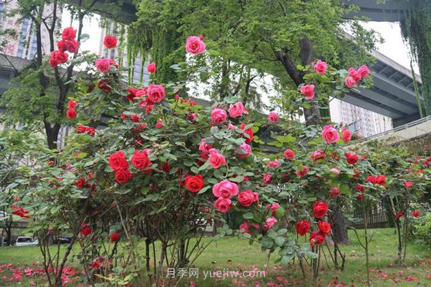 成都“高顏值”月季花開正艷，50多個品種美爆街頭(圖1)
