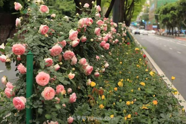 成都“高顏值”月季花開正艷，50多個品種美爆街頭(圖2)