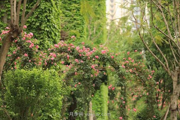 成都“高顏值”月季花開正艷，50多個品種美爆街頭(圖3)