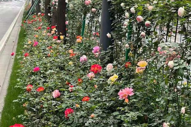 成都“高顏值”月季花開正艷，50多個品種美爆街頭(圖4)