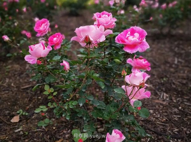 成都植物園也有月季園了，超美盛花期來啦(圖7)