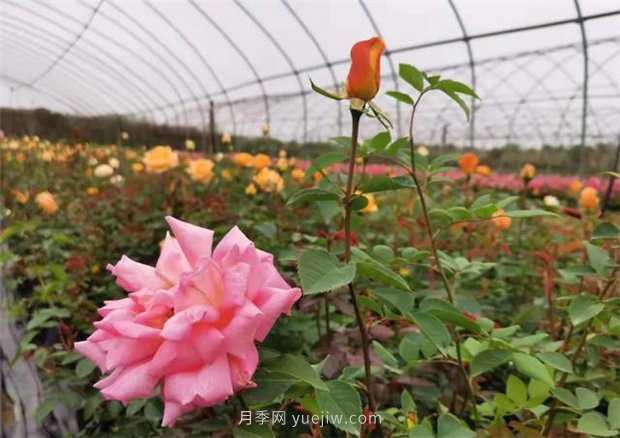 再等等盛花期，南陽現(xiàn)在賞月季為時還早(圖2)
