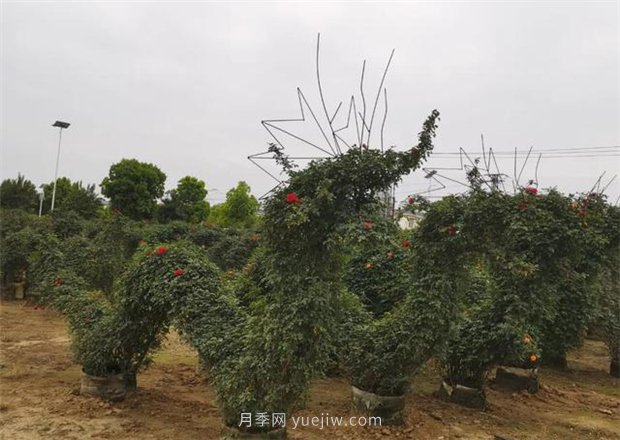 再等等盛花期，南陽現(xiàn)在賞月季為時還早(圖3)