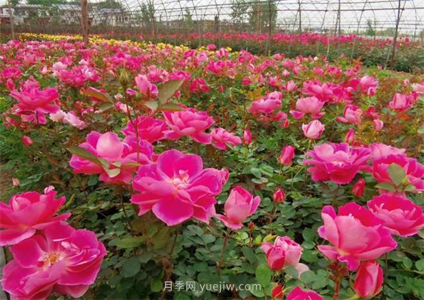 再等等盛花期，南陽現(xiàn)在賞月季為時還早(圖4)