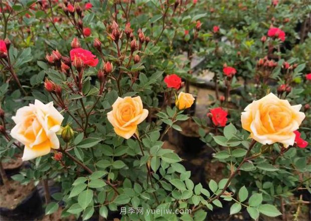 再等等盛花期，南陽現(xiàn)在賞月季為時還早(圖1)
