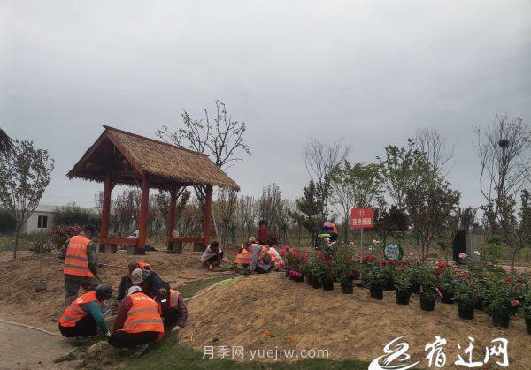 醉美泗陽，月季花海，第十一屆中國月季展覽會4月28日開幕(圖1)