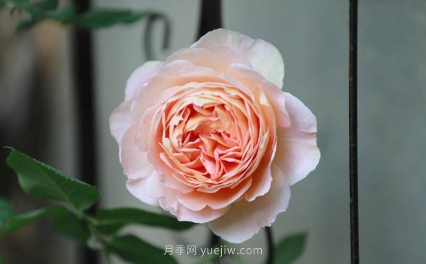 推薦4個(gè)適合新花友種植的藤本月季品種，長(zhǎng)勢(shì)強(qiáng)勁開(kāi)花量大(圖2)