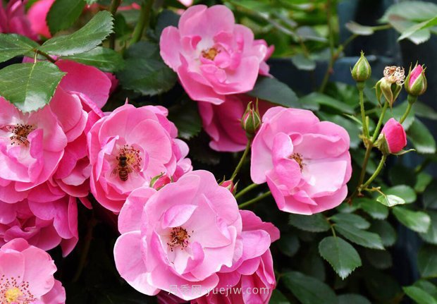 推薦4個(gè)適合新花友種植的藤本月季品種，長(zhǎng)勢(shì)強(qiáng)勁開(kāi)花量大(圖1)
