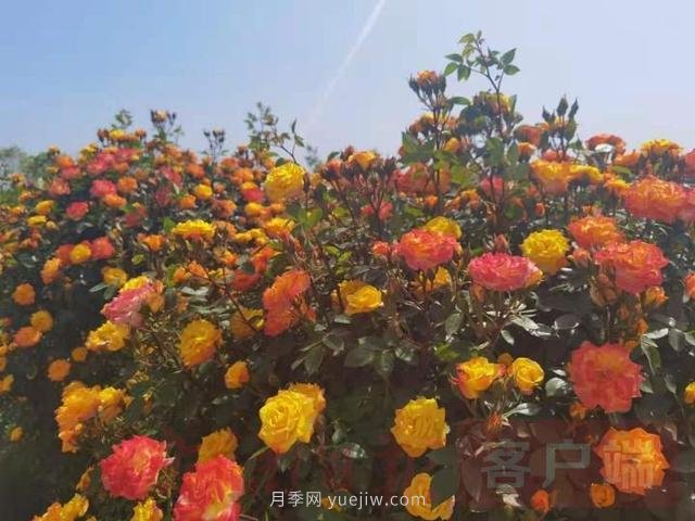 南陽(yáng)第十二屆月季花會(huì)線(xiàn)上線(xiàn)下同步舉行(圖1)