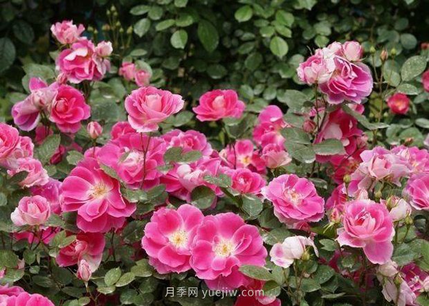 武漢滿(mǎn)街月季開(kāi)放，近百座公園進(jìn)入盛花期(圖2)