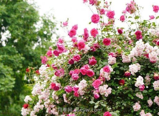 武漢滿(mǎn)街月季開(kāi)放，近百座公園進(jìn)入盛花期(圖5)