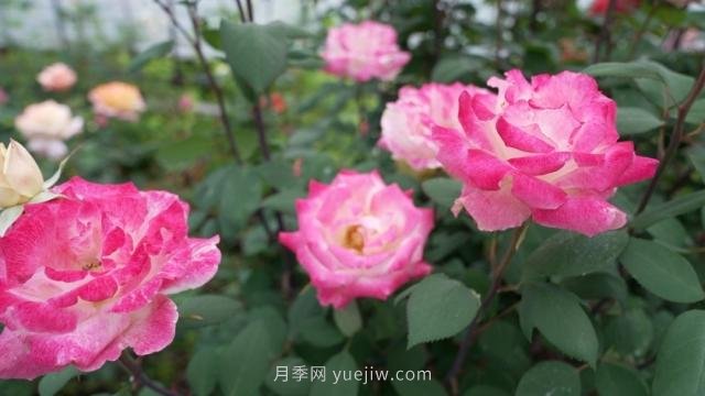 杭州滿城月季綻放，驚艷背后有他功勞(圖1)