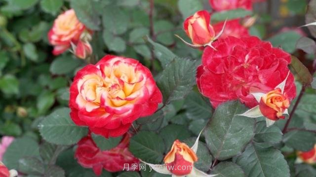 杭州滿城月季綻放，驚艷背后有他功勞(圖5)