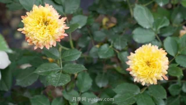 杭州滿城月季綻放，驚艷背后有他功勞(圖6)