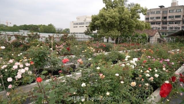 杭州滿城月季綻放，驚艷背后有他功勞(圖7)