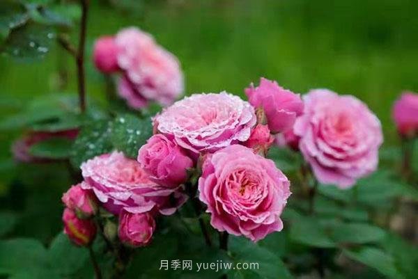 上海顧村公園月季園5月游園正當(dāng)時(shí)，535畝月季浪漫盛放(圖1)