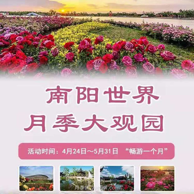 第十二屆南陽月季花會4月29日開幕，活動豐富多彩(圖1)