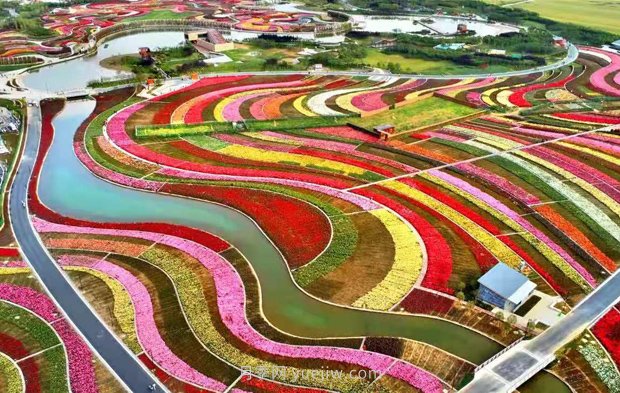 第十二屆南陽月季花會4月29日開幕，活動豐富多彩(圖2)