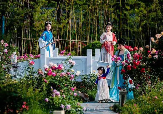 第十二屆南陽月季花會4月29日開幕，活動豐富多彩(圖3)