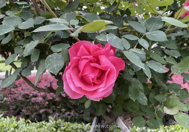 石家莊月季市花盛開，20萬株驚艷城市美景(圖1)