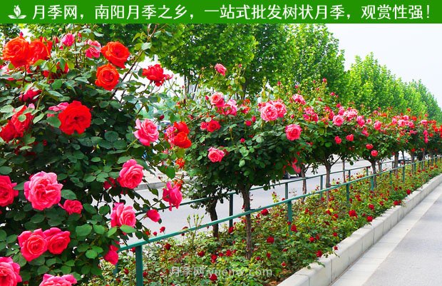 1-10公分月季樹價格是多少？樹狀月季5月報價單！(圖2)