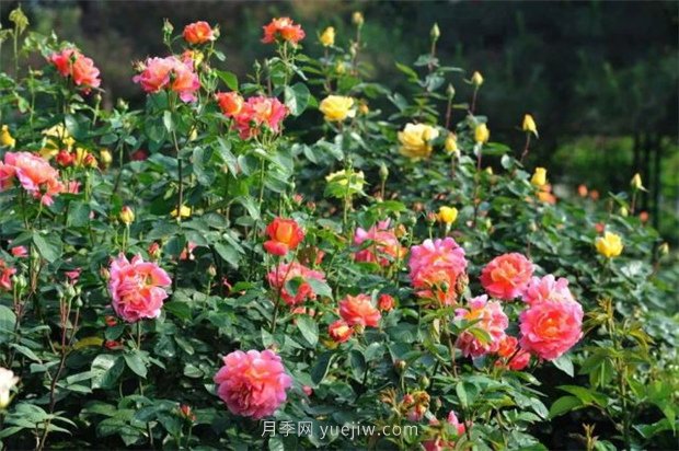 張愛玲的薔薇名句，薔薇處處開，可愛又可親(圖1)