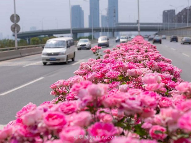 南陽(yáng)月季美化武漢花城，百條道路月季開(kāi)到爆街(圖1)