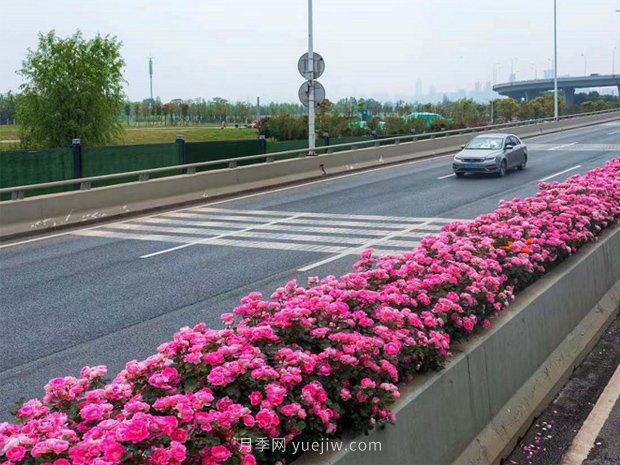 南陽(yáng)月季美化武漢花城，百條道路月季開(kāi)到爆街(圖3)