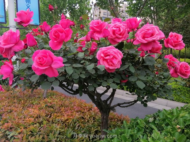 河南樹(shù)狀月季種植對(duì)環(huán)境有什么要求？(圖1)