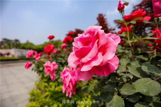 分享綠化選用南陽(yáng)月季的養(yǎng)護(hù)措施(圖1)