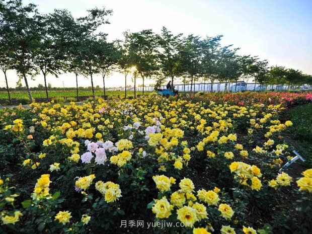南陽微型月季如何栽培管理嗎？(圖1)