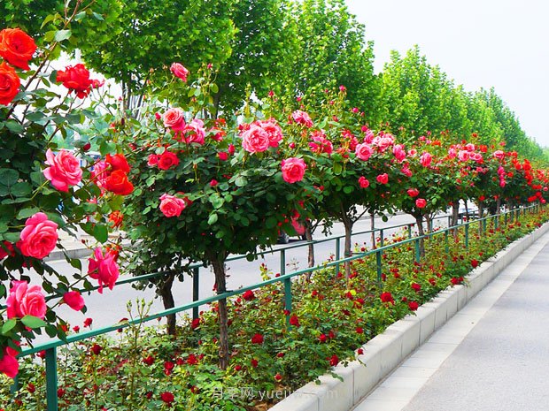 樹(shù)狀月季花在成長(zhǎng)過(guò)程中應(yīng)該如何修剪？(圖1)