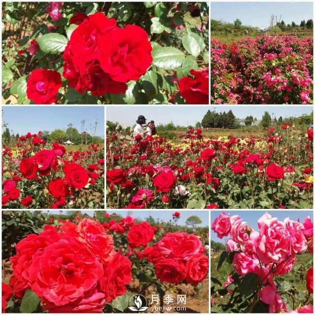 2021四川綿陽百萬醉美月季花海藝術(shù)節(jié)，4月15日盛大開幕有福利(圖4)