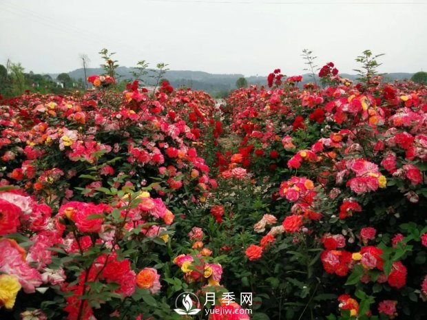 2021四川綿陽百萬醉美月季花海藝術(shù)節(jié)，4月15日盛大開幕有福利(圖5)