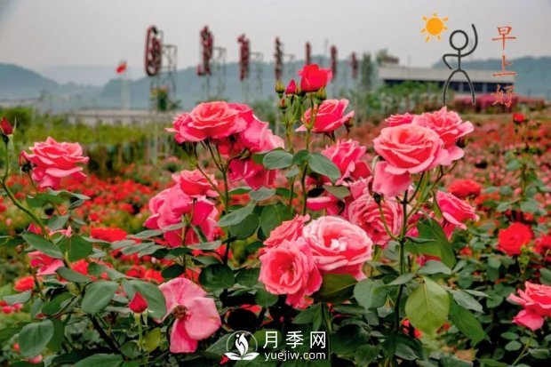 2021四川綿陽百萬醉美月季花海藝術(shù)節(jié)，4月15日盛大開幕有福利(圖2)