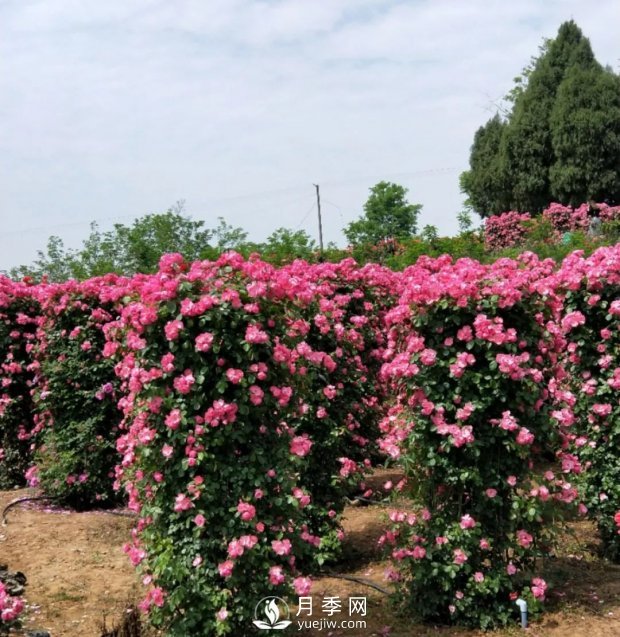 2021四川綿陽百萬醉美月季花海藝術(shù)節(jié)，4月15日盛大開幕有福利(圖6)