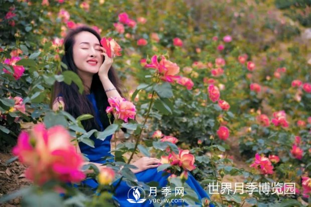 2021四川綿陽百萬醉美月季花海藝術(shù)節(jié)，4月15日盛大開幕有福利(圖3)